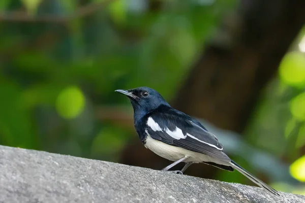 Close up Oriental Magpie Robin Isolated on Background