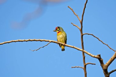 Bakır Ustası Barbet Kuşu Mavi Gök 'e ayrılmış bir dalda tünedi.