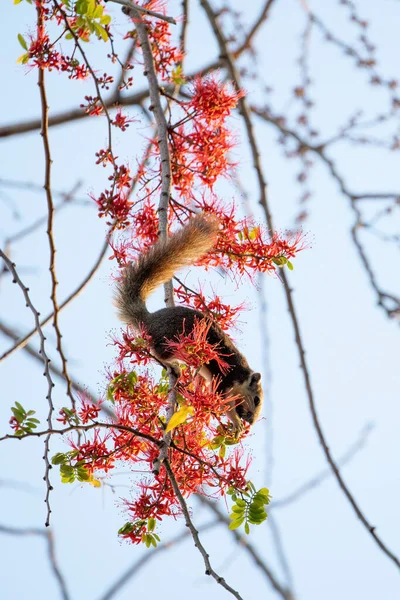 Close Esquilo Estava Comendo Uma Flor Vermelha Enquanto Perching Ramo — Fotografia de Stock