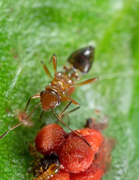 Suikastçı Böceğin Yeşil Yapraklı Kırmızı Meyveli Makro Fotoğrafı — Stok fotoğraf