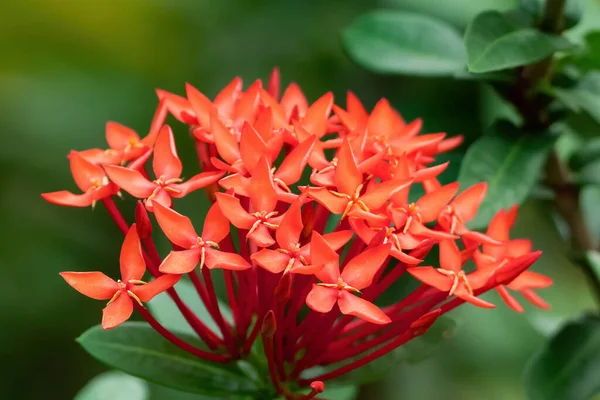 Cerca Las Flores Jazmín Las Indias Occidentales Ixora Aislado Fondo —  Fotos de Stock