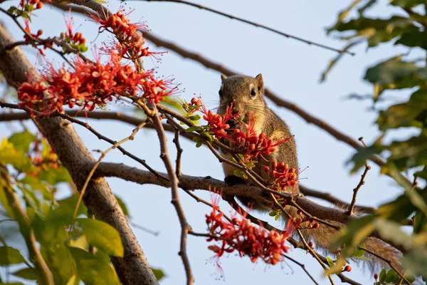 Close Squirrel Estaba Comiendo Una Flor Roja Mientras Posaba Una — Foto de Stock