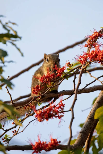 リスが枝につく間に赤い花を食べてた — ストック写真