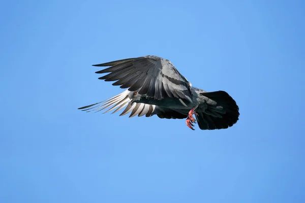 Σκηνή Κίνησης Του Rock Pigeon Που Φέρουν Στον Αέρα Απομονώνονται — Φωτογραφία Αρχείου