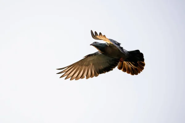 Kaya Güvercini Hareketi Havada Uçuyor Açık Gökyüzünde Zole Edilmiş — Stok fotoğraf