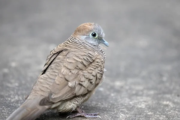 Zbliżenie Zebra Dove Stała Ziemi — Zdjęcie stockowe