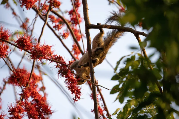 Close Squirrel Estaba Comiendo Una Flor Roja Mientras Posaba Una — Foto de Stock