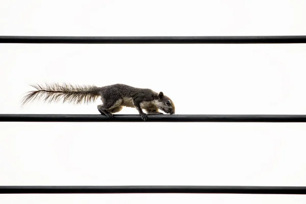 Squirrel Kapatın Elektrik Kablosu Temiz Gökyüzünde Izole Edildi — Stok fotoğraf