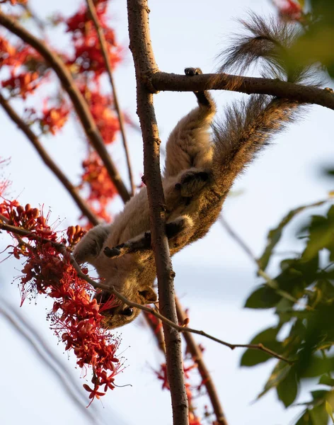 Close Esquilo Estava Comendo Uma Flor Vermelha Enquanto Perching Ramo — Fotografia de Stock