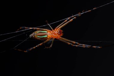 Web 'deki Turuncu Örümceğin Macro Fotoğrafları Kara Arkaplanda İzole Edildi