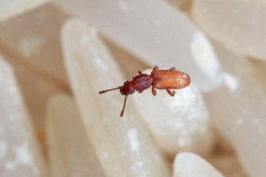 Testere dişli Tahıl Böceğinin Çiğ Pirinç Üzerine Makro Fotoğrafı