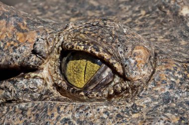 Yakın plan Timsah Gözü Arka plan 'da güneşleniyordu.
