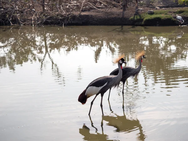 Zamknij Two Grey Crowned Crane Walking Swamp — Zdjęcie stockowe