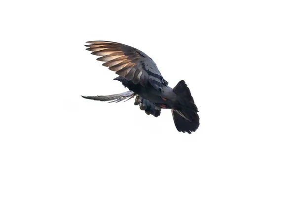 Kaya Güvercini Hareketi Havada Uçuyor Açık Gökyüzünde Zole Edilmiş — Stok fotoğraf