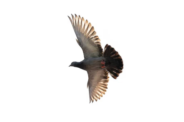 Beweging Scene Rock Pigeon Vliegen Lucht Geïsoleerd Clear Sky — Stockfoto