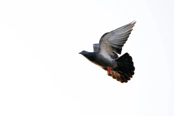 Scène Mouvement Pigeon Roche Volant Dans Les Airs Isolé Sur — Photo