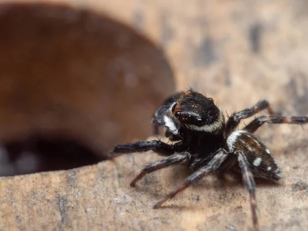 Macro Fotografia Salto Ragno Sul Pavimento — Foto Stock