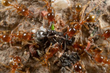 Pheidole Pallidula Karıncalar Saldırı Prey Grubu Makro Fotoğrafçılık