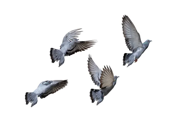 Movement Scene Group Rock Pigeons Flying Air Isolated White Background — Stock Photo, Image