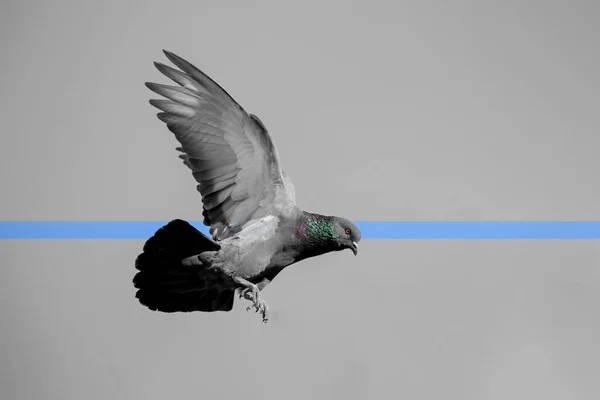 石鸽在天空隔绝的空气中飞翔的运动场景 — 图库照片