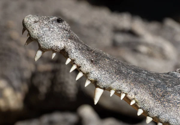 Close Crocodile Teeth Isolated Background — Stock Photo, Image
