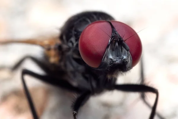 Makrofotografie Von Black Blowfly Auf Dem Boden — Stockfoto