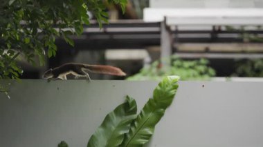 İki sincap birbirini kovalıyor. Bir dalda koşan iki sincabın yakın çekimi.. 