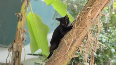 Muz ağacına tünemiş siyah bir kedi yavrusu. İki siyah kedi yavrusu oynuyor ve bir muz ağacına tırmanıyor..