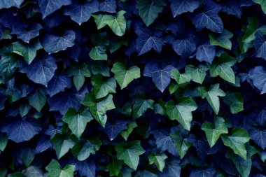 Parlak ve koyu yaprakların arka planı