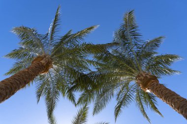 Aşağıdan, mavi gökyüzündeki yeşil Asya yaz palmiyelerine bak.