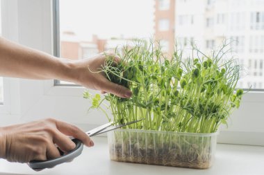 Cutting microgreens for prepairing food on windowsill