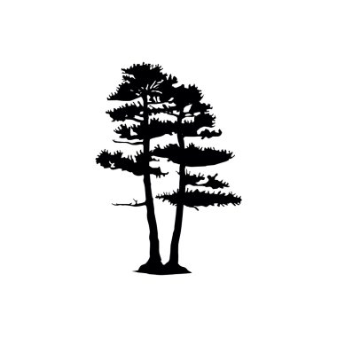 iğne yapraklı ağaçlar siluet
