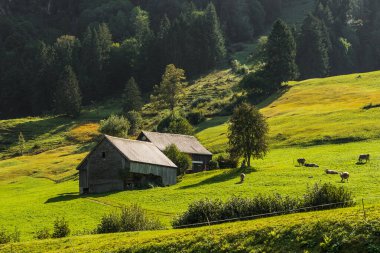 İsviçre Alpleri, Toggenburg, Canton St. Gallen, İsviçre 'deki Pastureland ve Alp kulübeleri.
