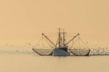 Fishing trawler on the North Sea with nets and swarm of seagulls, Buesum, North Sea, Schleswig-Holstein, Germany clipart
