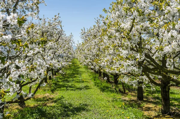 Blooming apple trees, fruit plantation near Kressbronn on Lake Constance, Baden-Wuerttemberg, Germany