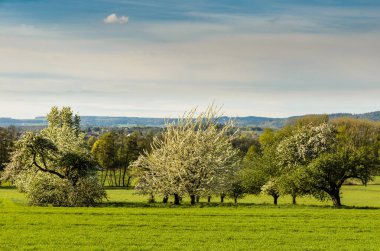 İlkbaharda bir meyve bahçesinde çiçek açan meyve ağaçları, Stahringen, Baden-Wuerttemberg, Almanya