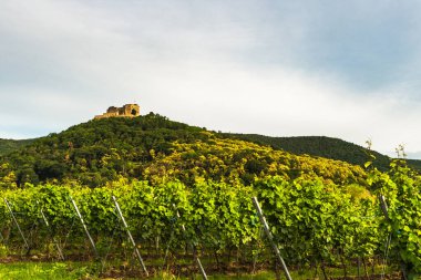 Neustadt yakınlarındaki Hambach Kalesi ve üzümleri an der Weinstrasse, German Wine Route, Palatinate, Rhineland-Palatinate, Almanya
