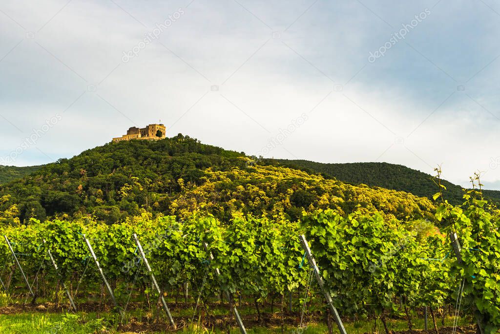 Hambach Castle and grapevines near Neustadt an der Weinstrasse, German Wine Route, Palatinate, Rhineland-Palatinate, Germany