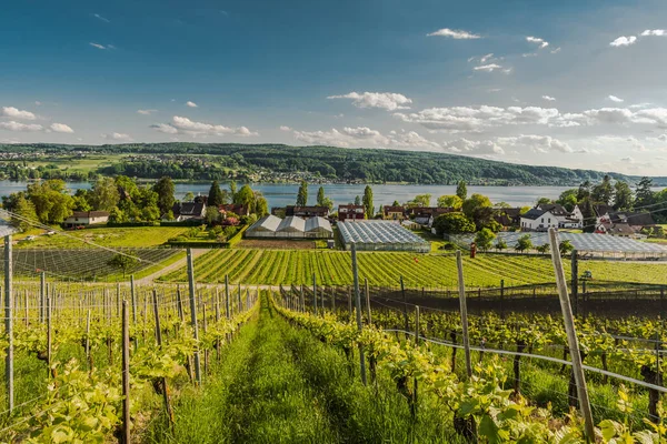 Weinberge Und Gewächshäuser Auf Der Insel Reichenau Bodensee Baden Württemberg — Stockfoto