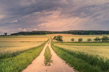 Çiftlik yolu Hegau, Baden-Wuerttemberg, Almanya 'daki mısır tarlalarından geçiyor.