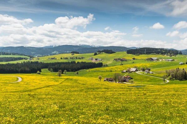 Fermes Prairies Fleurs Près Breitnau Avec Vue Sur Feldberg Forêt — Photo