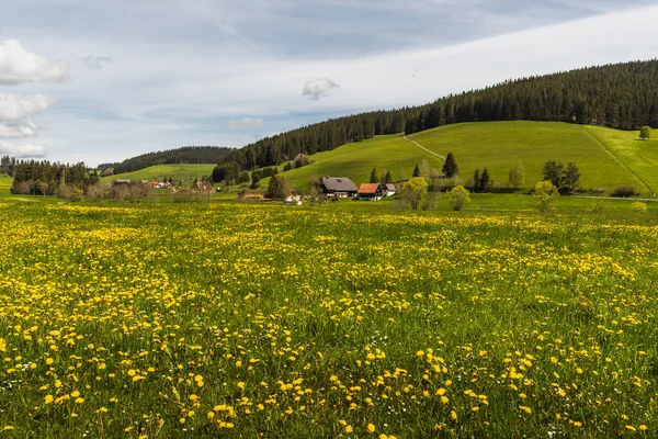 Blooming Dandelion Meadow Farm Houses Black Forest Jostal Titisee Neustadt — Stock Fotó