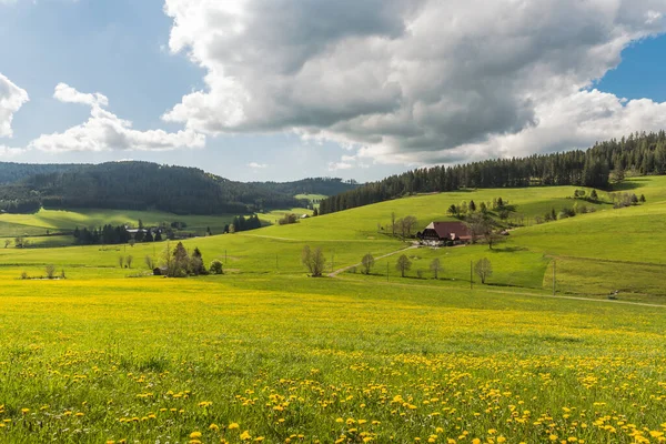 Paisagem Floresta Negra Com Casas Agrícolas Prados Floridos Início Verão — Fotografia de Stock