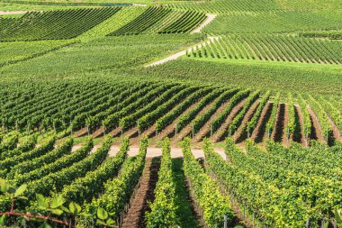Almanya 'nın Baden-Wuerttemberg şehrindeki Kaiserstuhl şarap bölgesinde, yuvarlanan tepelerde bulunan üzüm bağları