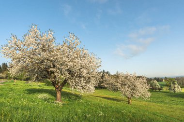 Çayırda çiçek açan armut ağaçları, Roggwil, Thurgau Kantonu, İsviçre
