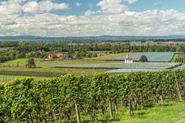 Constance Gölü, Kressbronn, Baden-Wuerttemberg, Almanya 'daki üzüm bağları ve meyve ekimlerinin panoramik manzarası