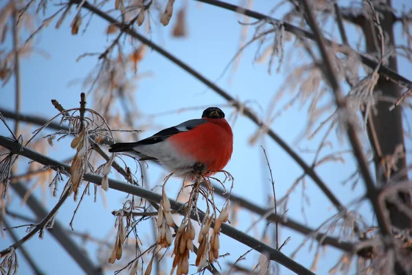 Chardonneret Poitrine Rouge Est Assis Sur Une Branche Hiver — Photo