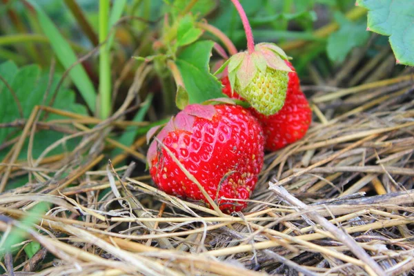 Ripe Red Strawberry Bush Growing Close — Photo