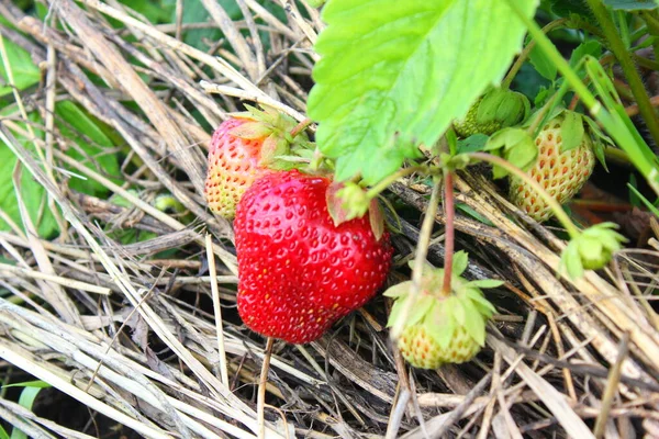Ripe Red Strawberry Bush Growing Close — Photo