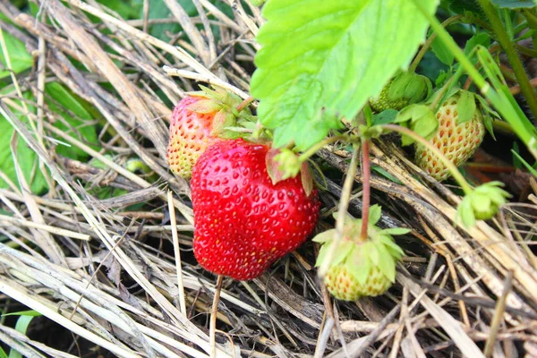 Fresa Roja Madura Arbusto Creciendo Cerca — Foto de Stock